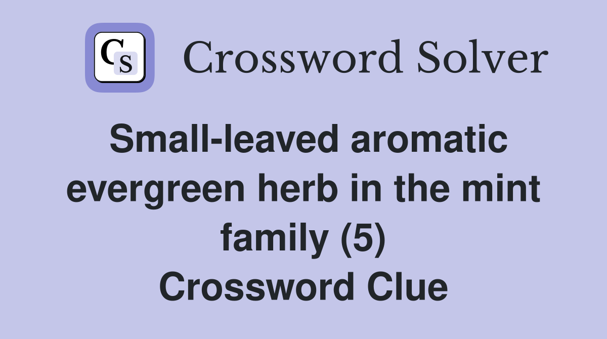 Smallleaved aromatic evergreen herb in the mint family (5) Crossword